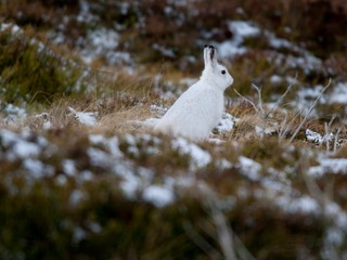 Mountainhare2011024clean