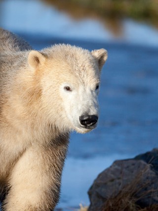 scoland_bear020