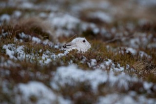 smallhare